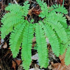 Meet your Posher, Renee